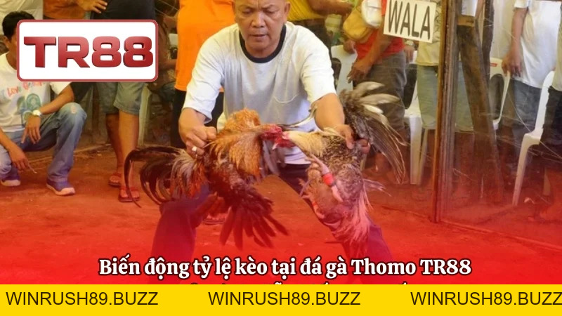 Đá Gà Thomo TR88 – Kinh Nghiệm Vào Kèo Chuẩn Xác