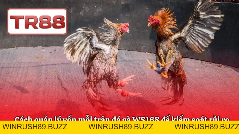 Đá Gà WS168 – Phân Tích Kèo Và Chiến Lược Đặt Cược