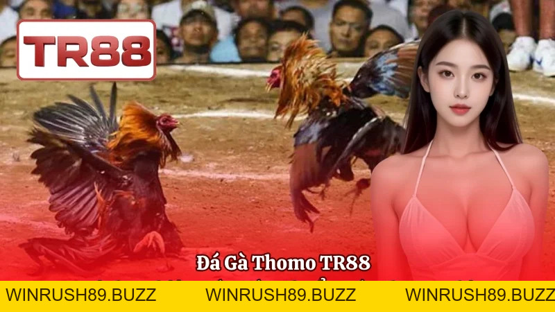 Đá Gà TR88 | Trường Gà Live Thomo, Tỷ Lệ Cược Hấp Dẫn