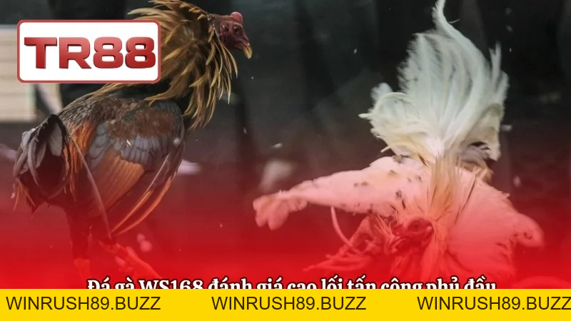 Đá Gà WS168 – Phân Tích Kèo Và Chiến Lược Đặt Cược