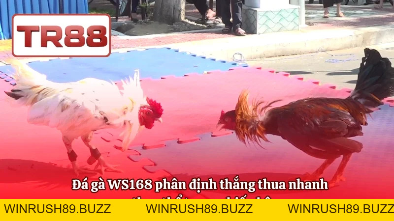 Đá Gà WS168 – Phân Tích Kèo Và Chiến Lược Đặt Cược