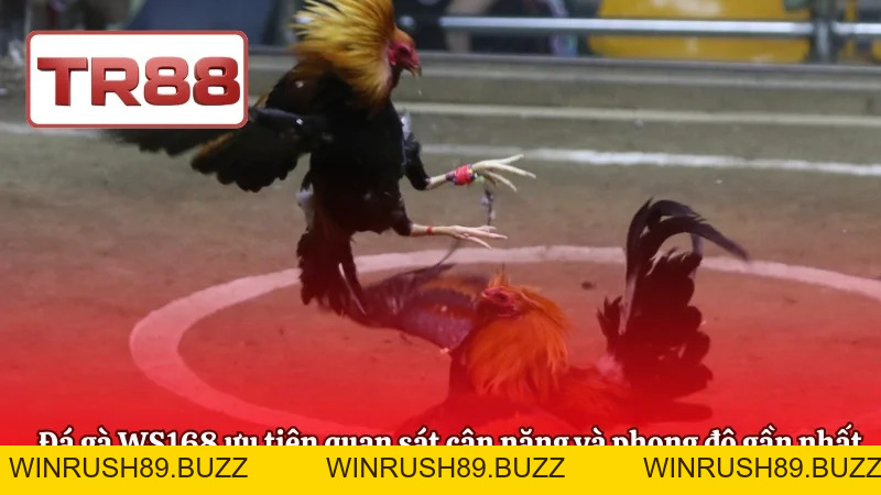Đá Gà WS168 – Phân Tích Kèo Và Chiến Lược Đặt Cược