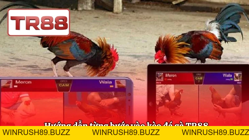 Đá Gà TR88 | Trường Gà Live Thomo, Tỷ Lệ Cược Hấp Dẫn