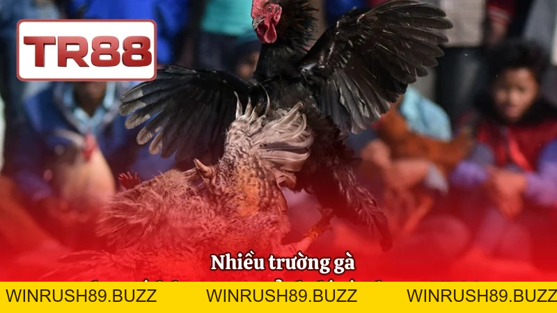 Đá Gà Thomo TR88 – Kinh Nghiệm Vào Kèo Chuẩn Xác
