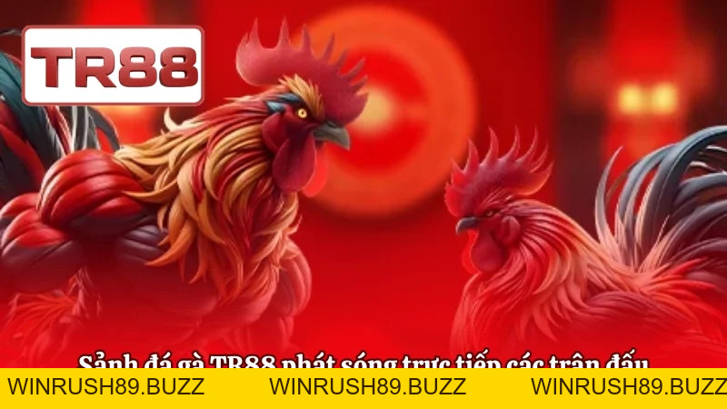 Đá Gà TR88 | Trường Gà Live Thomo, Tỷ Lệ Cược Hấp Dẫn