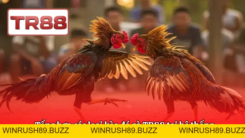 Đá Gà TR88 | Trường Gà Live Thomo, Tỷ Lệ Cược Hấp Dẫn