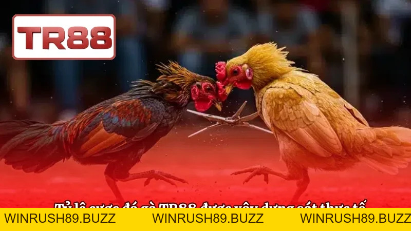 Đá Gà TR88 | Trường Gà Live Thomo, Tỷ Lệ Cược Hấp Dẫn